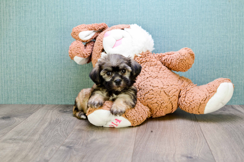 Petite Havanese Purebred Puppy