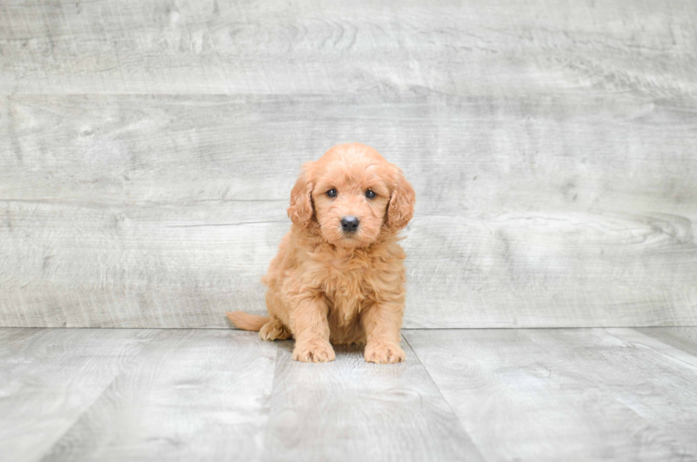 Fluffy Mini Goldendoodle Poodle Mix Pup