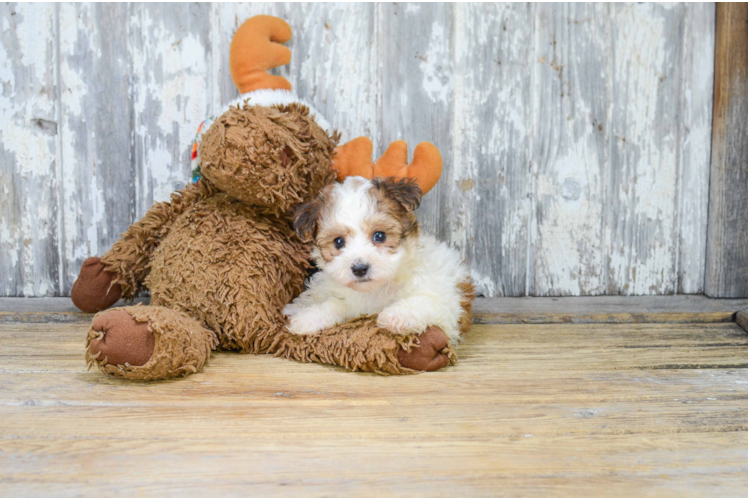 Best Morkie Baby