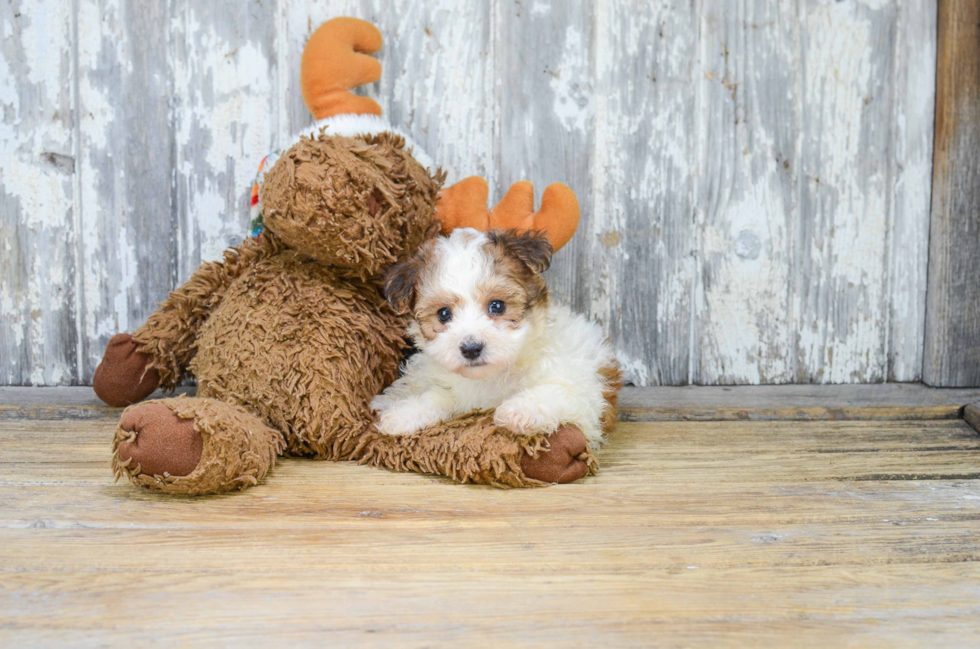 Best Morkie Baby