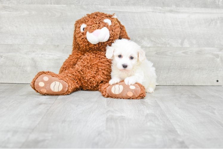 Happy Havanese Purebred Puppy