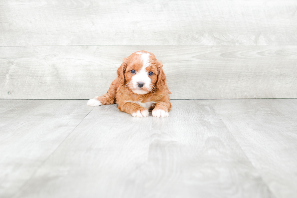 Happy Cavapoo Baby