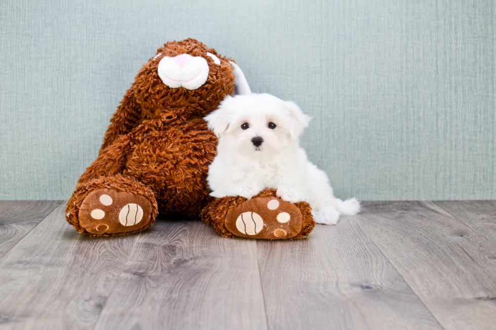 Maltese Puppy for Adoption