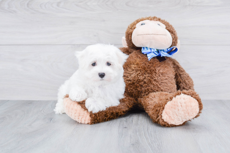 Happy Maltese Purebred Puppy