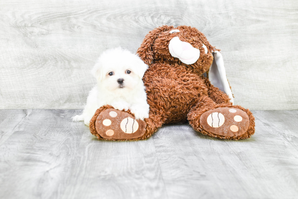 Adorable Maltese Purebred Puppy