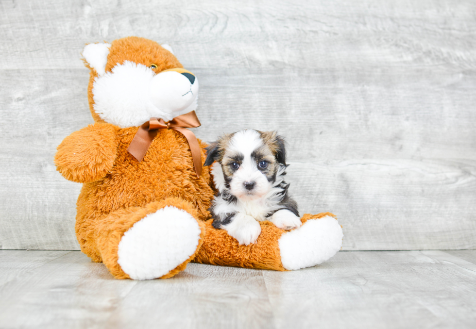 Hypoallergenic Havanese Baby