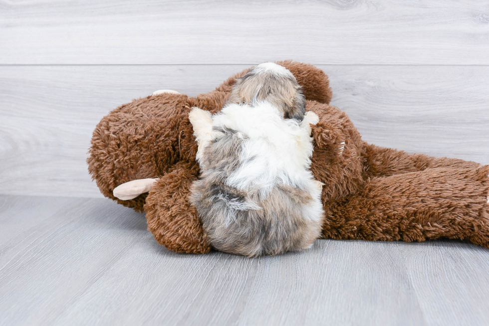 Best Teddy Bear Baby