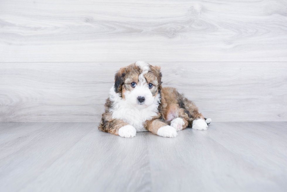 Hypoallergenic Bernadoodle Poodle Mix Puppy