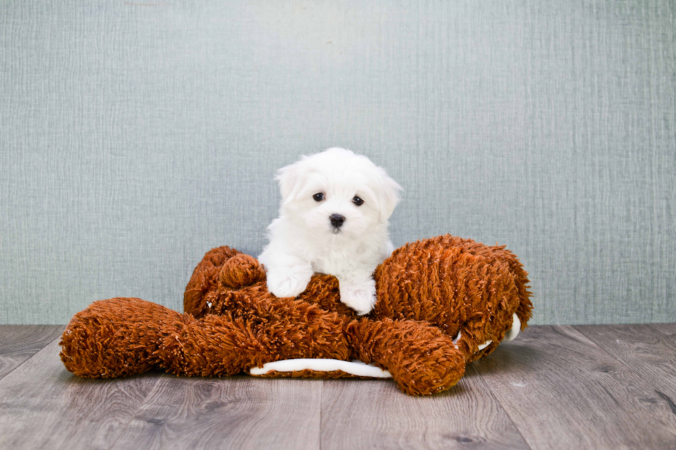 Petite Maltese Purebred Puppy