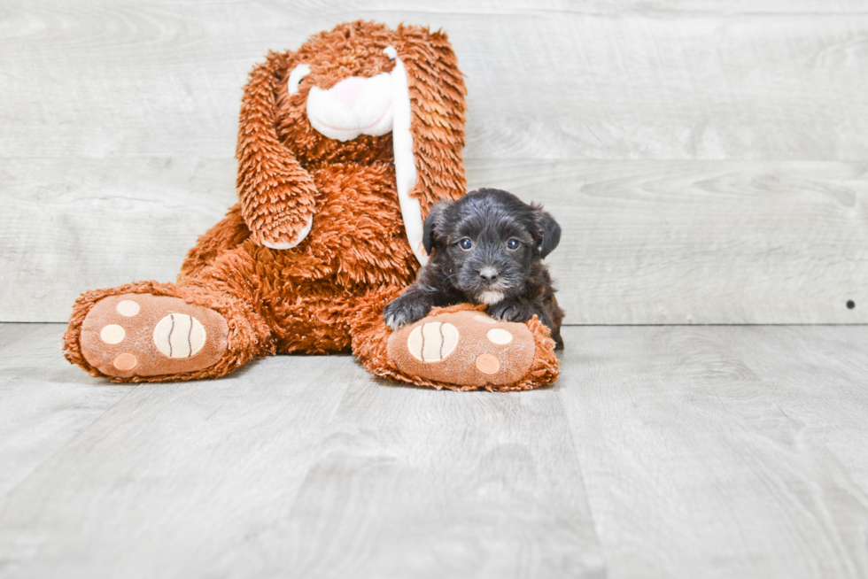 Hypoallergenic Yorkie Doodle Poodle Mix Puppy