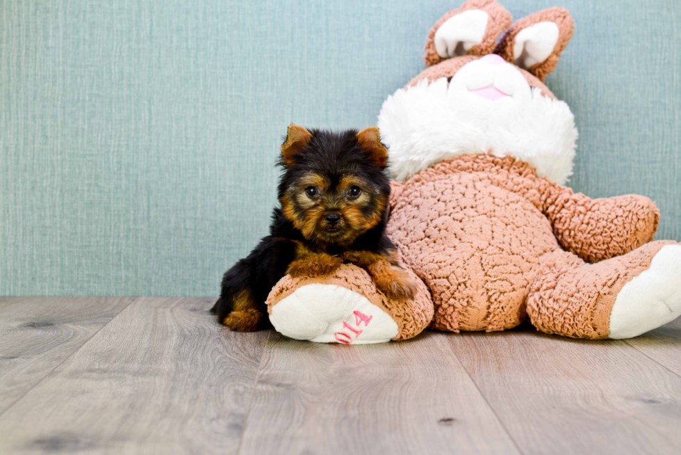 Meet Braxton - our Yorkshire Terrier Puppy Photo 