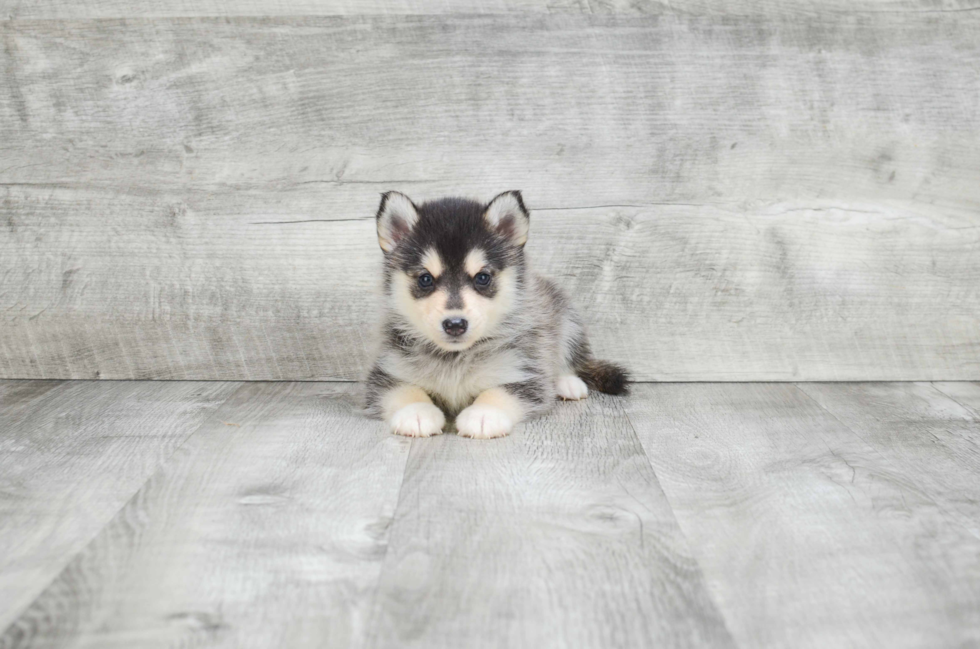 Best Pomsky Baby