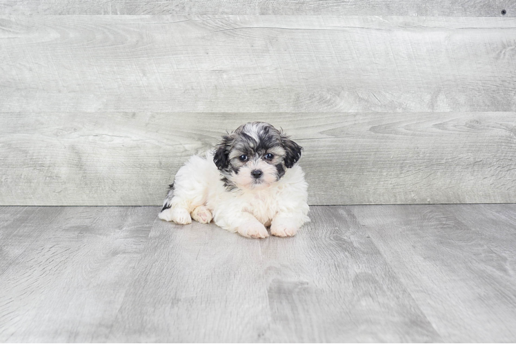 Little Shitzu Designer Puppy