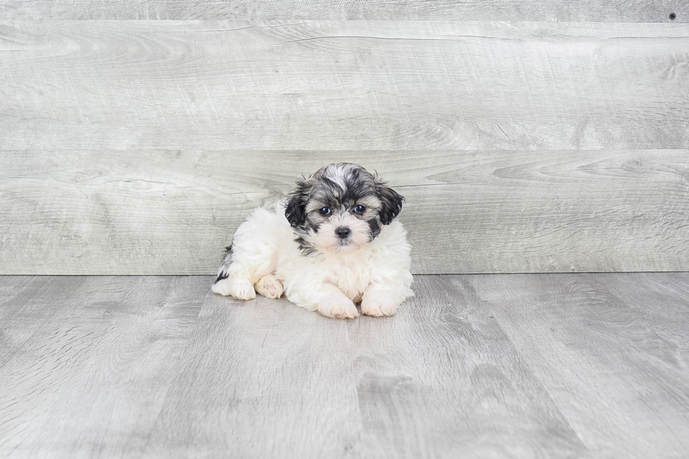 Little Shitzu Designer Puppy