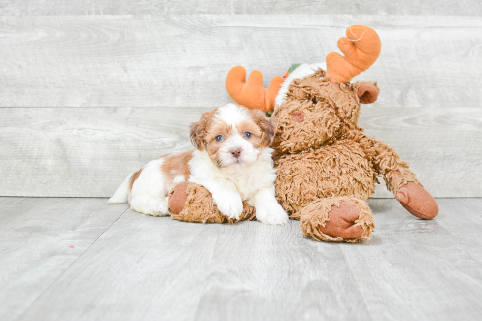 Fluffy Teddy Bear Designer Pup