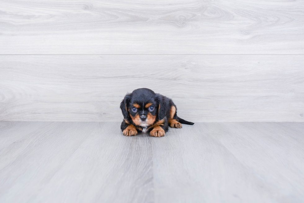 Funny Cavalier King Charles Spaniel Purebred Pup