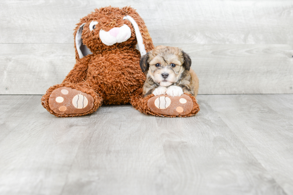 Hypoallergenic Havanese Baby