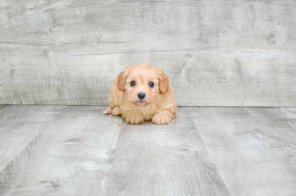 Cavachon Pup Being Cute