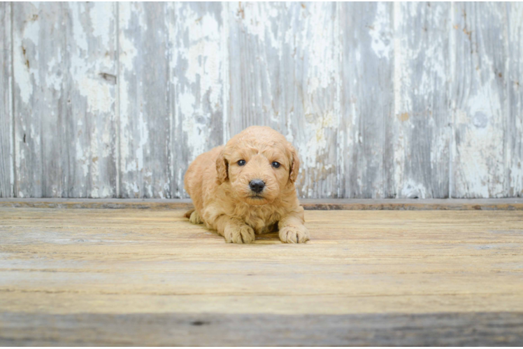 Sweet Mini Goldendoodle Baby