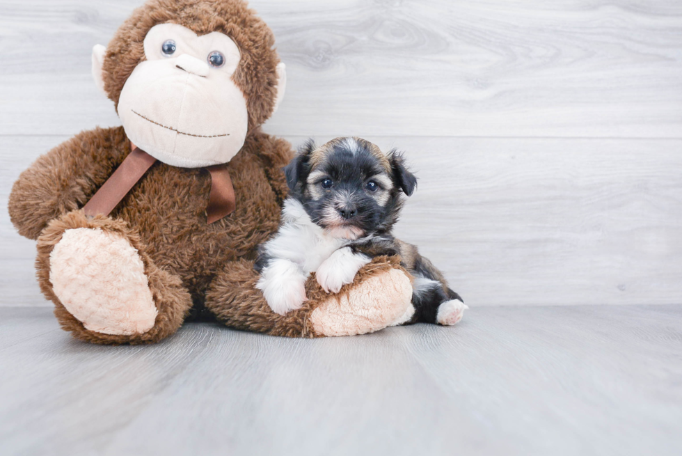 Energetic Havanese Purebred Puppy