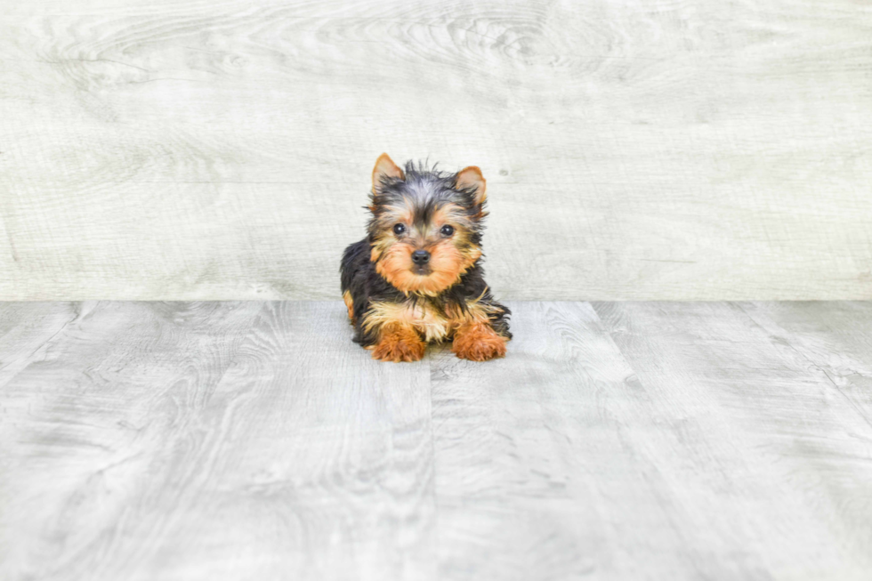 Meet Twinkle - our Yorkshire Terrier Puppy Photo 