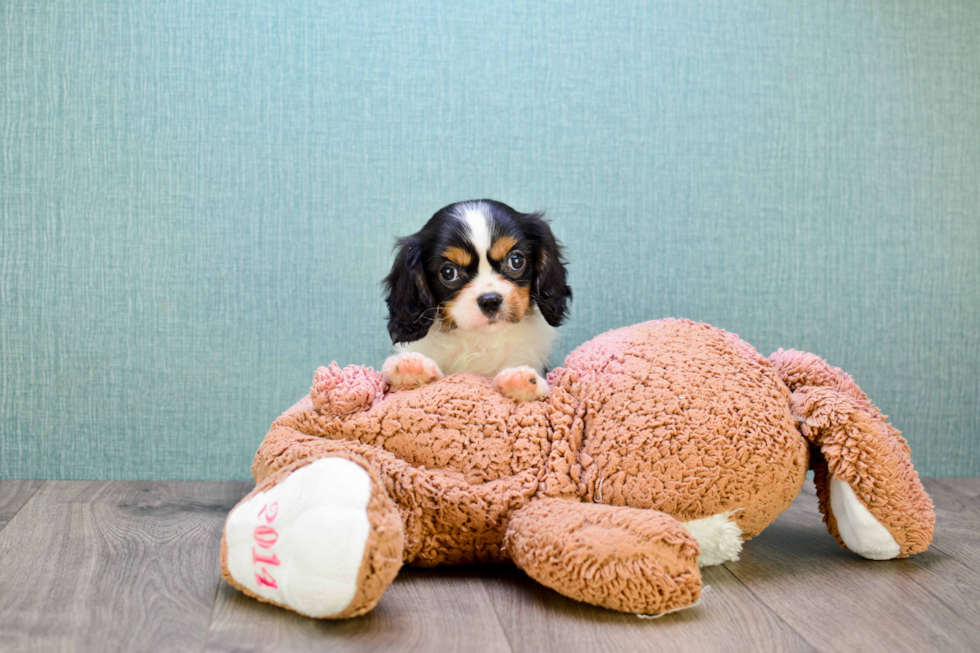 Sweet Cavalier King Charles Spaniel Purebred Puppy