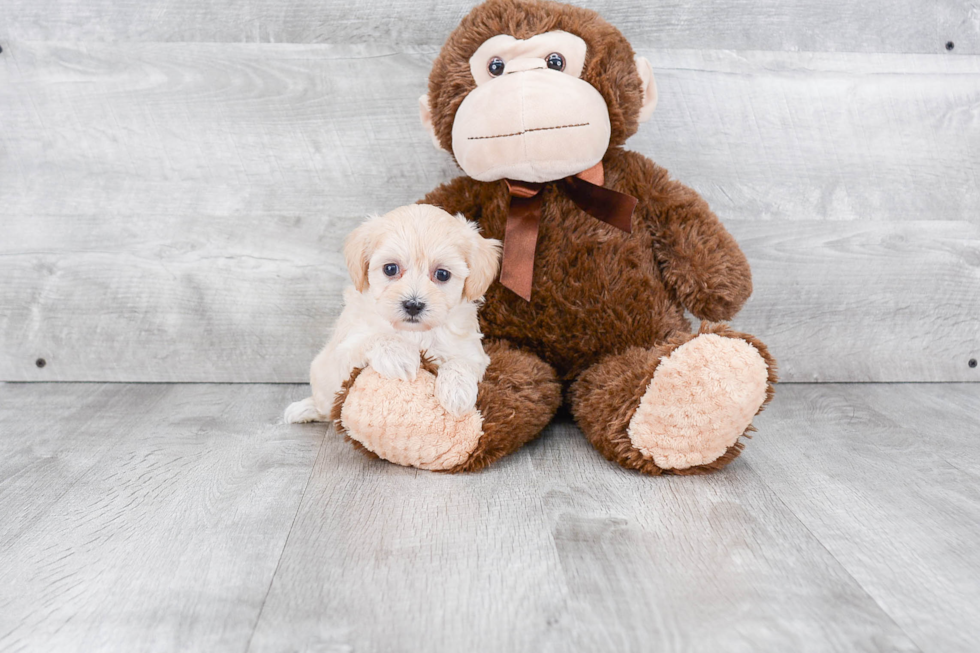 Playful Maltese Poodle Poodle Mix Puppy