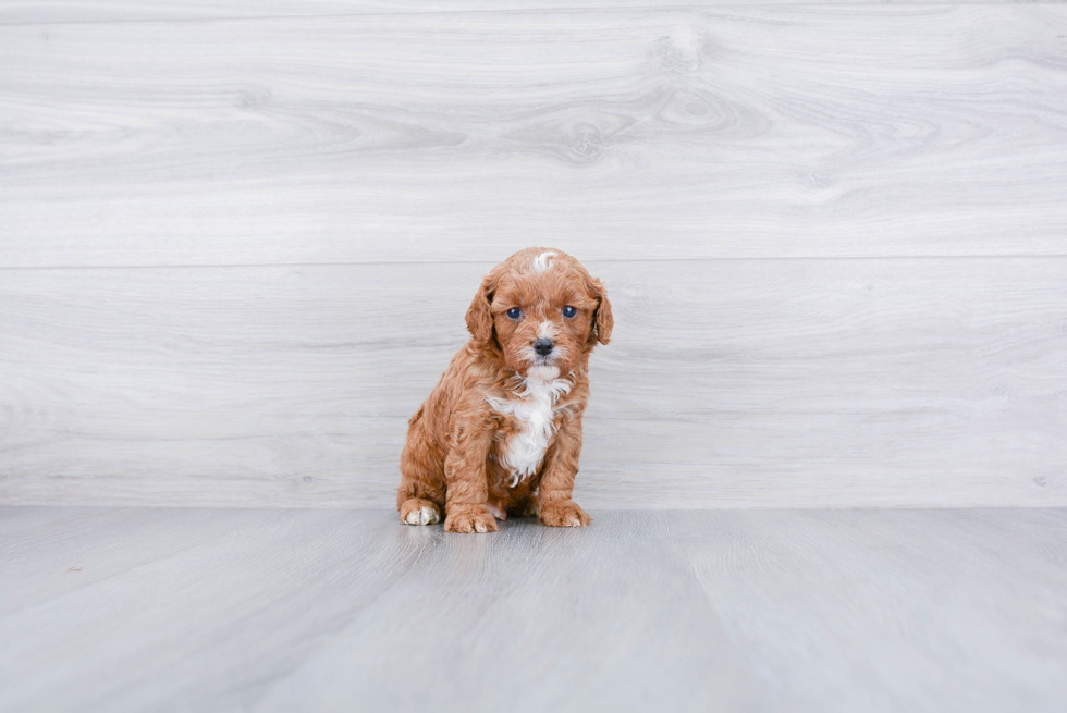 Best Cavapoo Baby