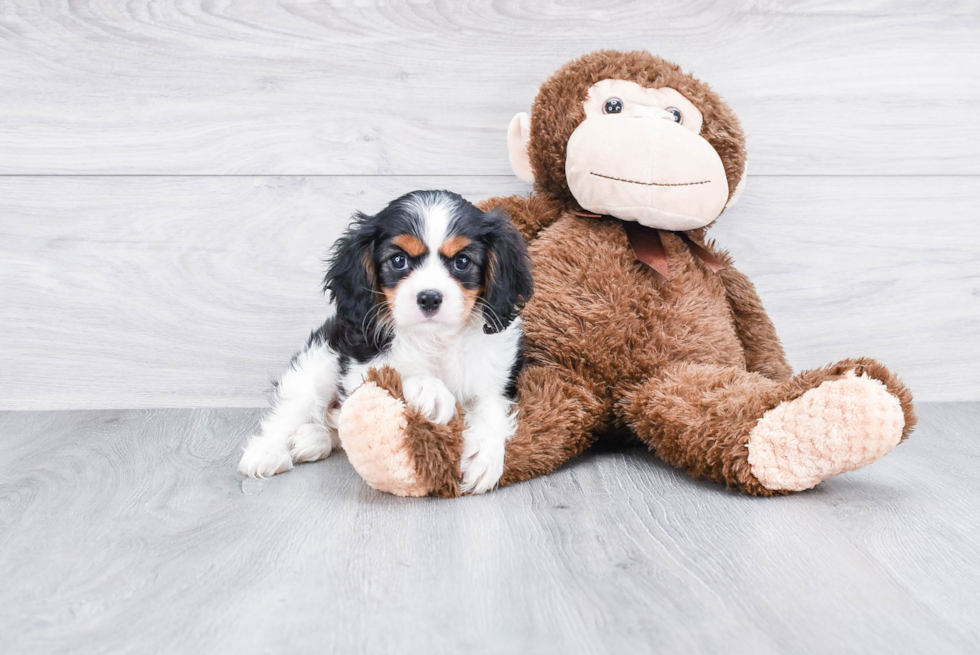 Playful Cavalier King Charles Spaniel Baby