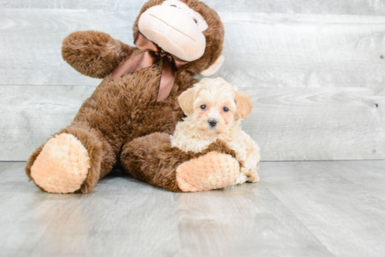 Adorable Maltepoo Poodle Mix Puppy