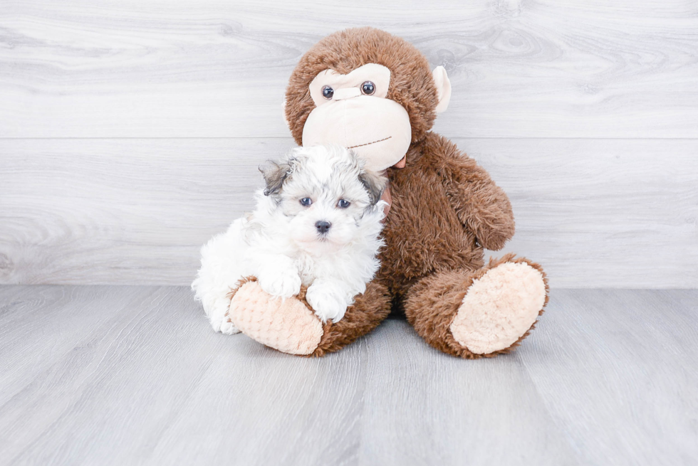 Best Havanese Baby