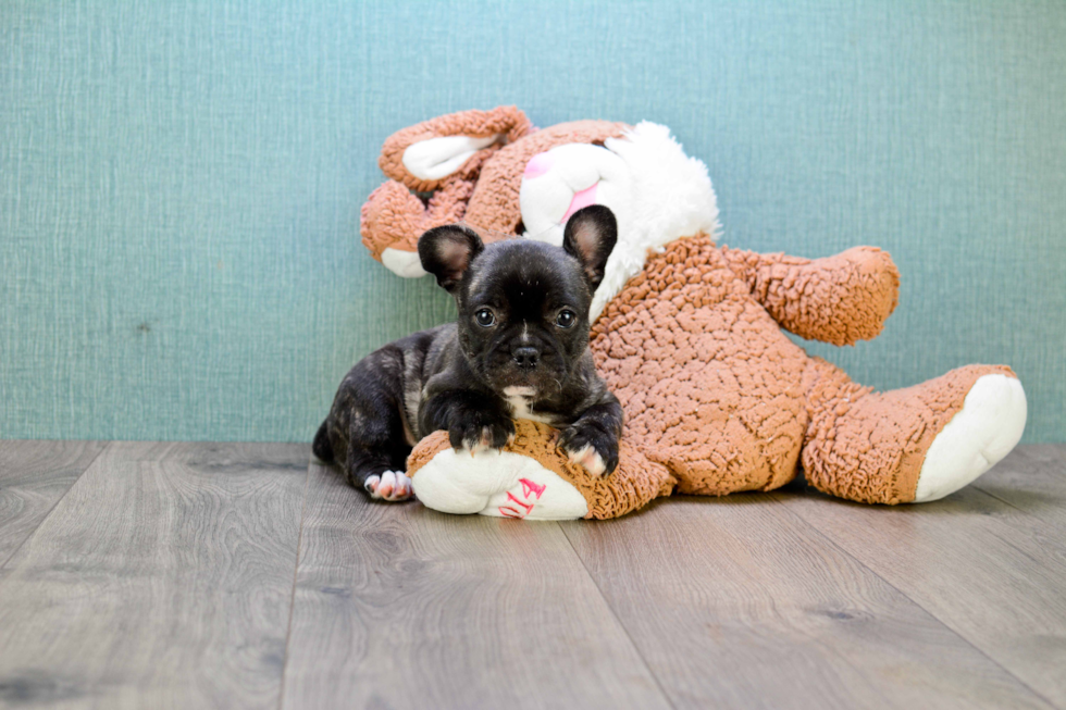 French Bulldog Puppy for Adoption