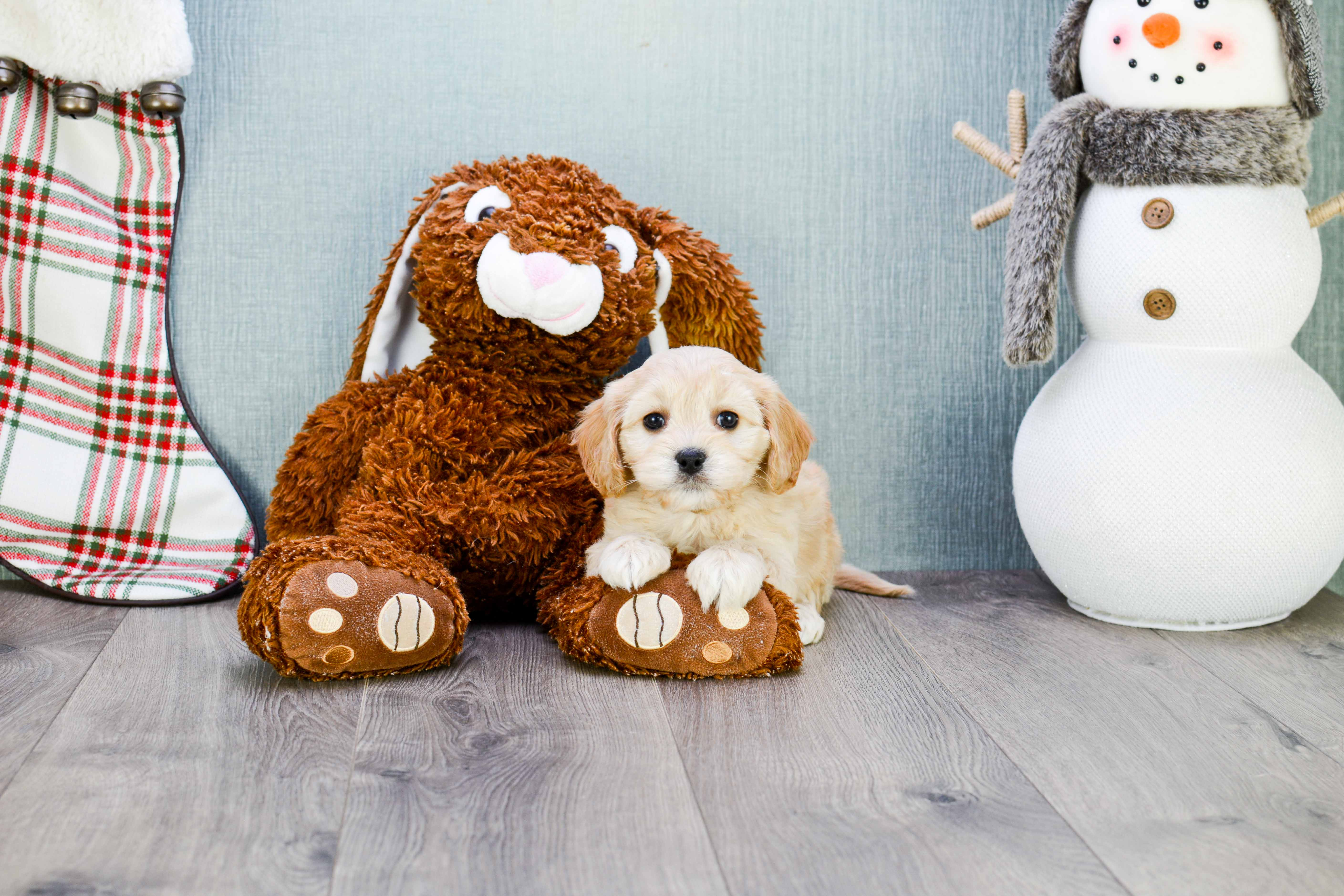 Best Cavachon Baby