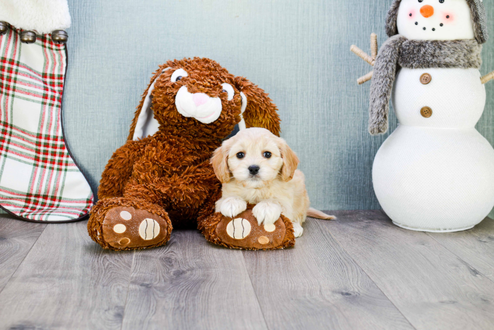 Best Cavachon Baby