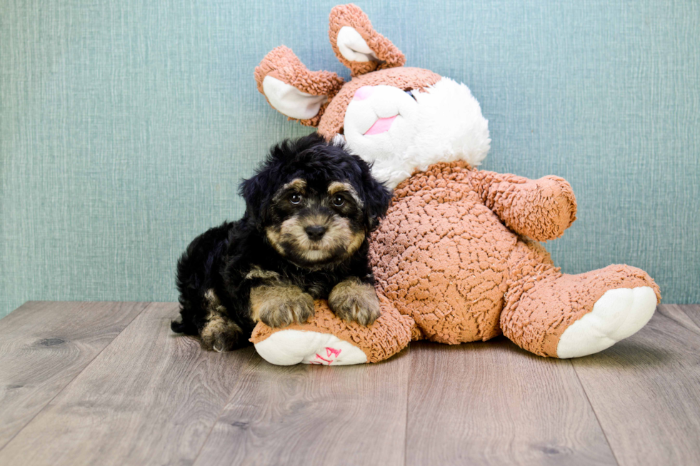 Havanese Puppy for Adoption