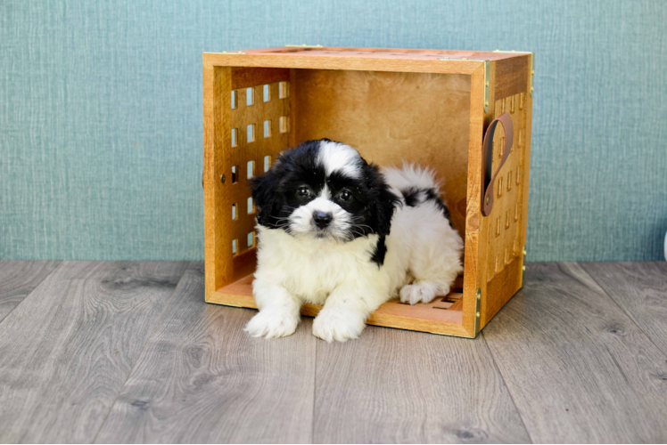 Teddy Bear Pup Being Cute