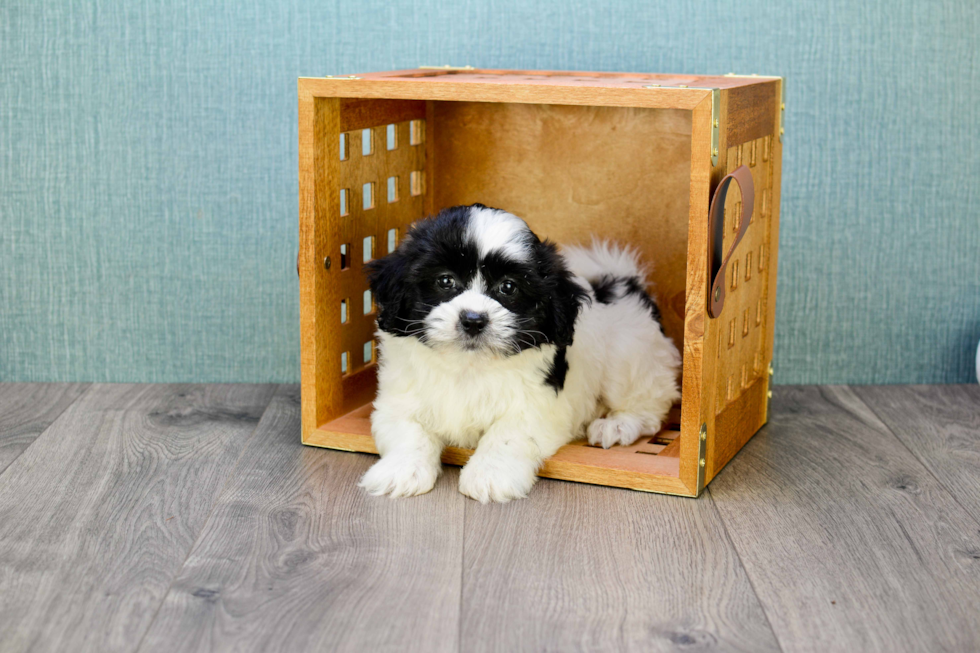 Teddy Bear Pup Being Cute