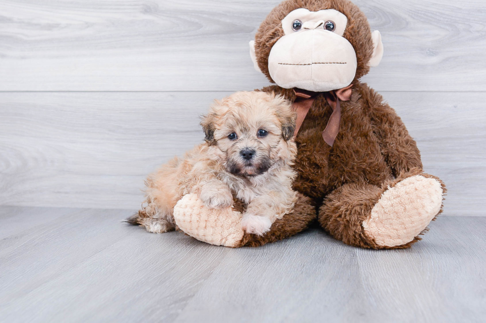 Popular Teddy Bear Designer Pup