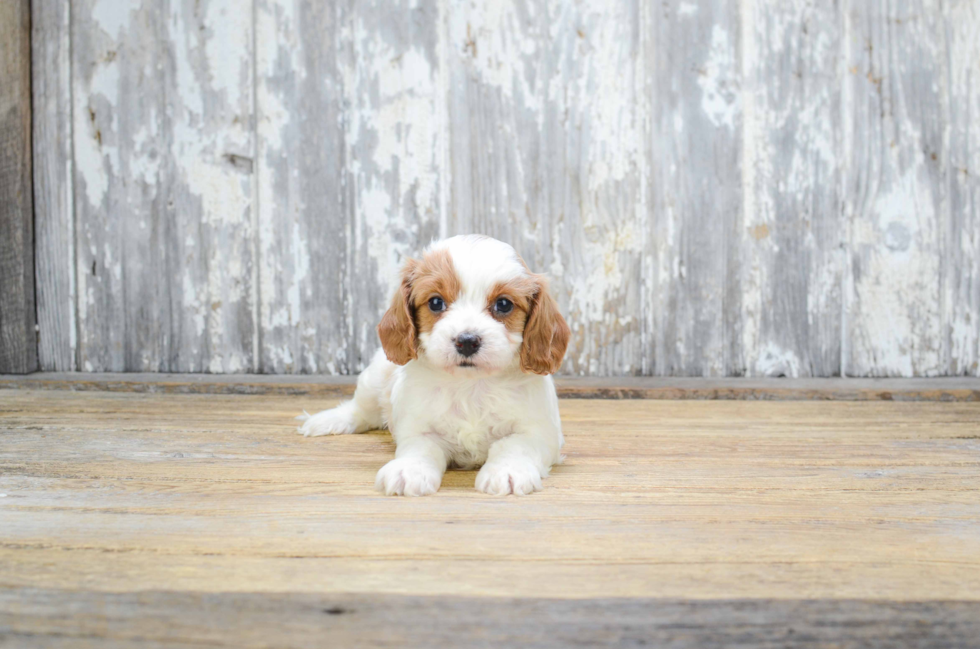 Fluffy Cavapoo Poodle Mix Pup