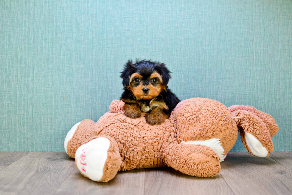 Meet Twinkle - our Yorkshire Terrier Puppy Photo 