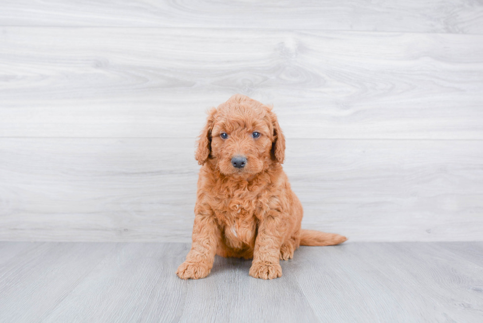 Mini Goldendoodle Puppy for Adoption