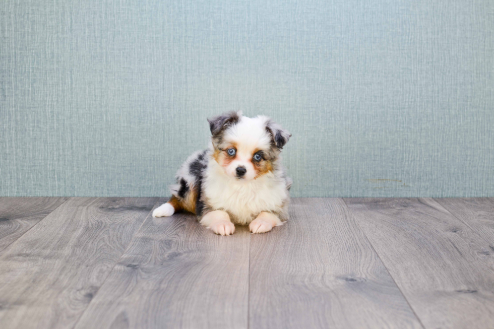 Fluffy Mini Aussiedoodle Poodle Mix Pup