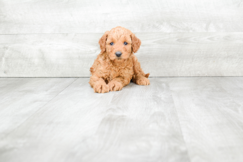 Mini Goldendoodle Pup Being Cute