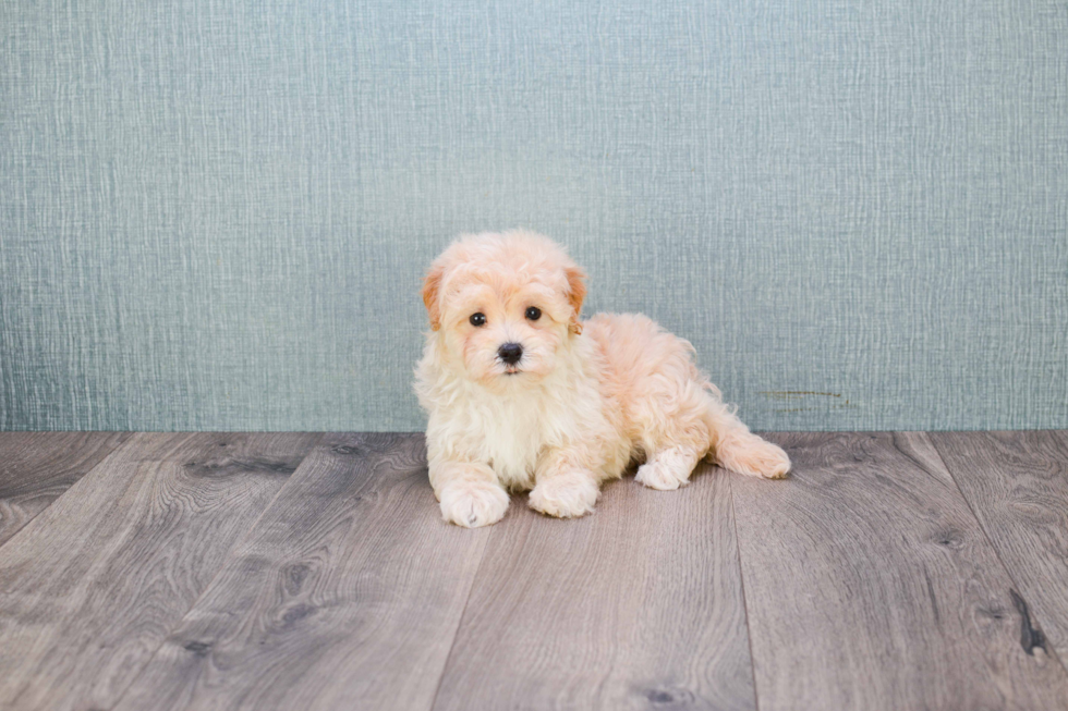 Maltipoo Pup Being Cute