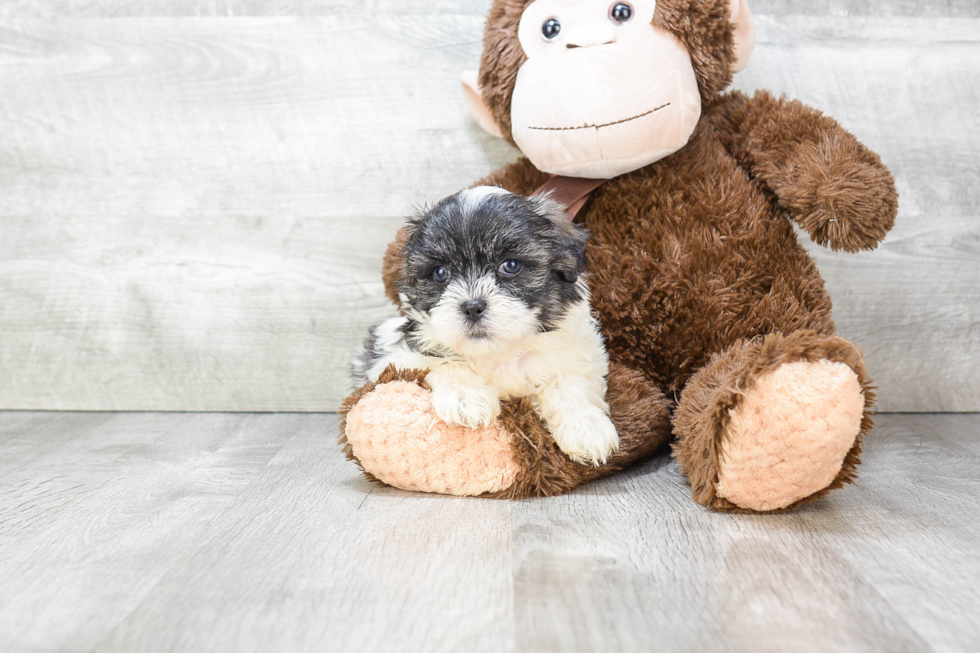 Friendly Teddy Bear Baby