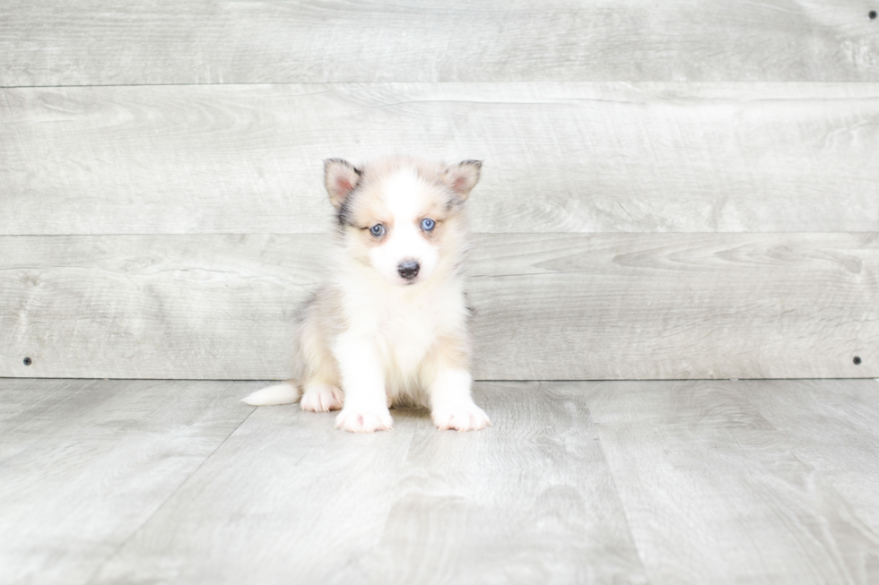 Smart Pomsky Designer Pup