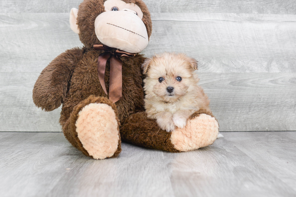 Maltipom Pup Being Cute