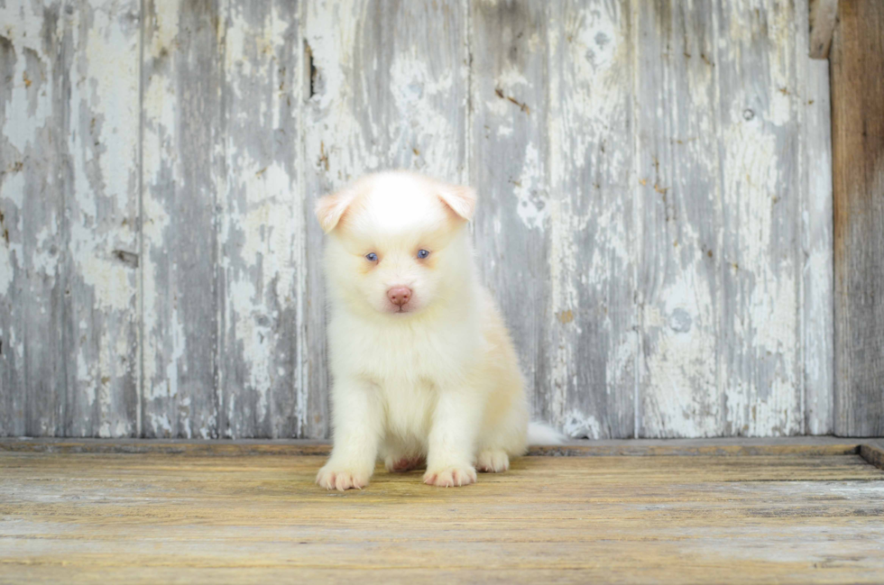 Hypoallergenic Mini Husky Designer Puppy