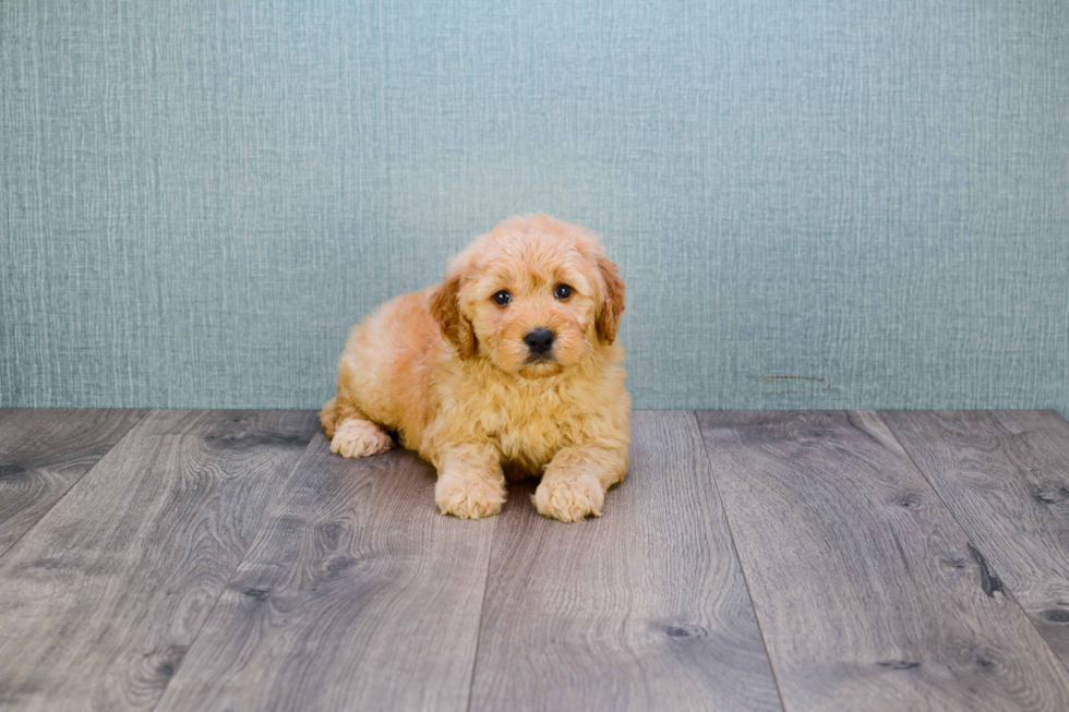 Best Mini Goldendoodle Baby