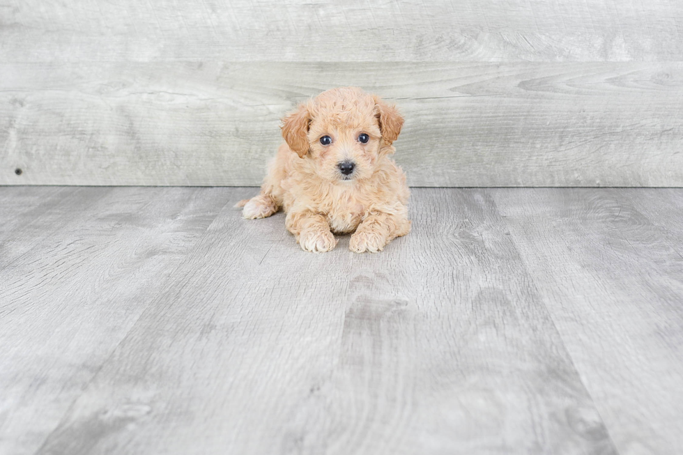 Playful Maltepoo Poodle Mix Puppy